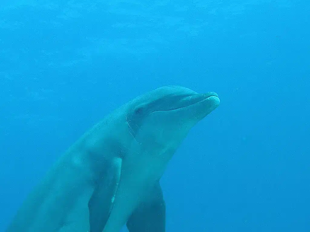 Dolphin06 1109
