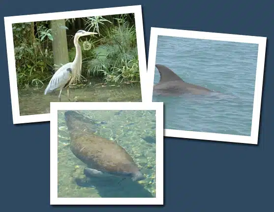 wildlife