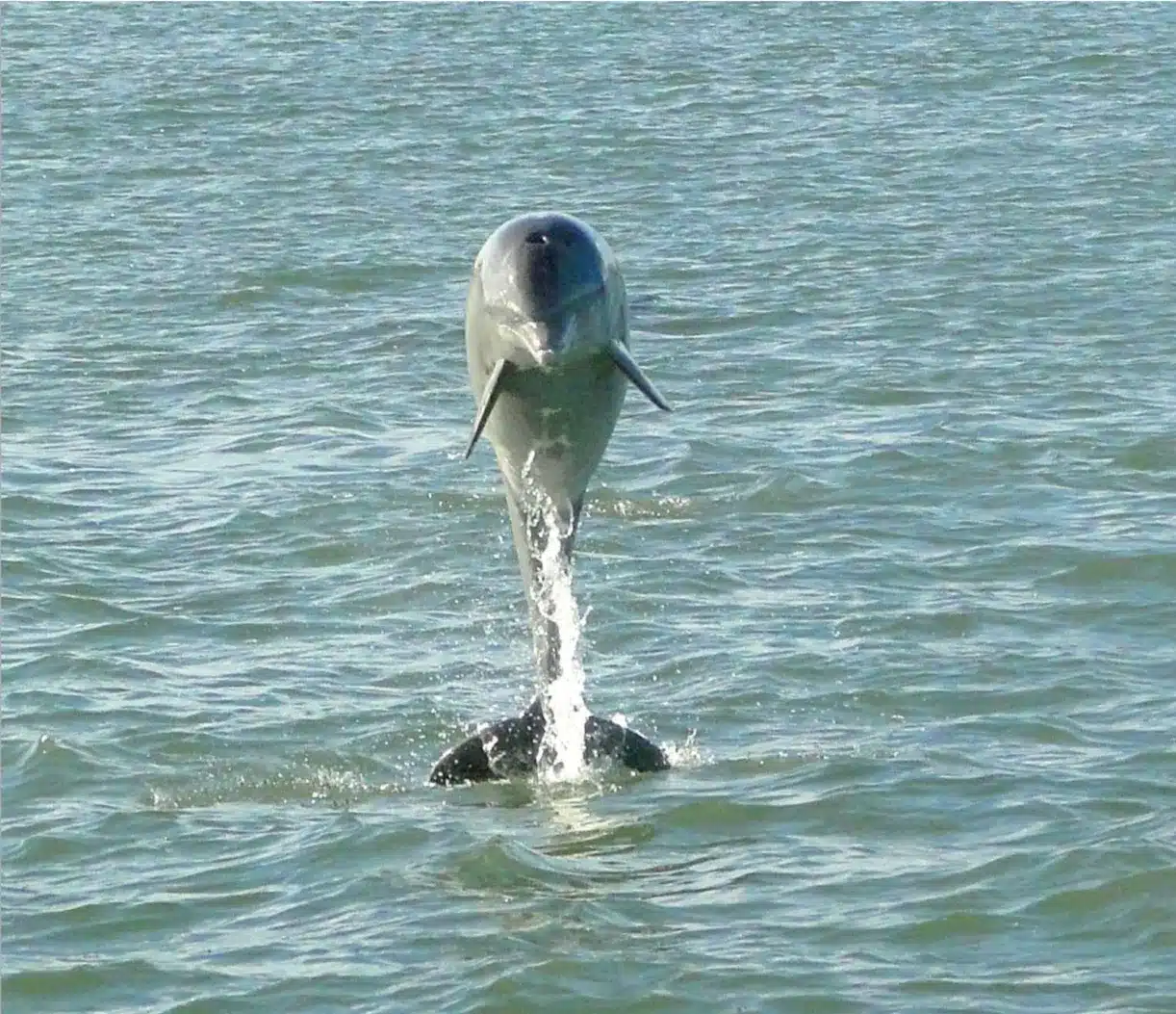 Leaping Dolphin2