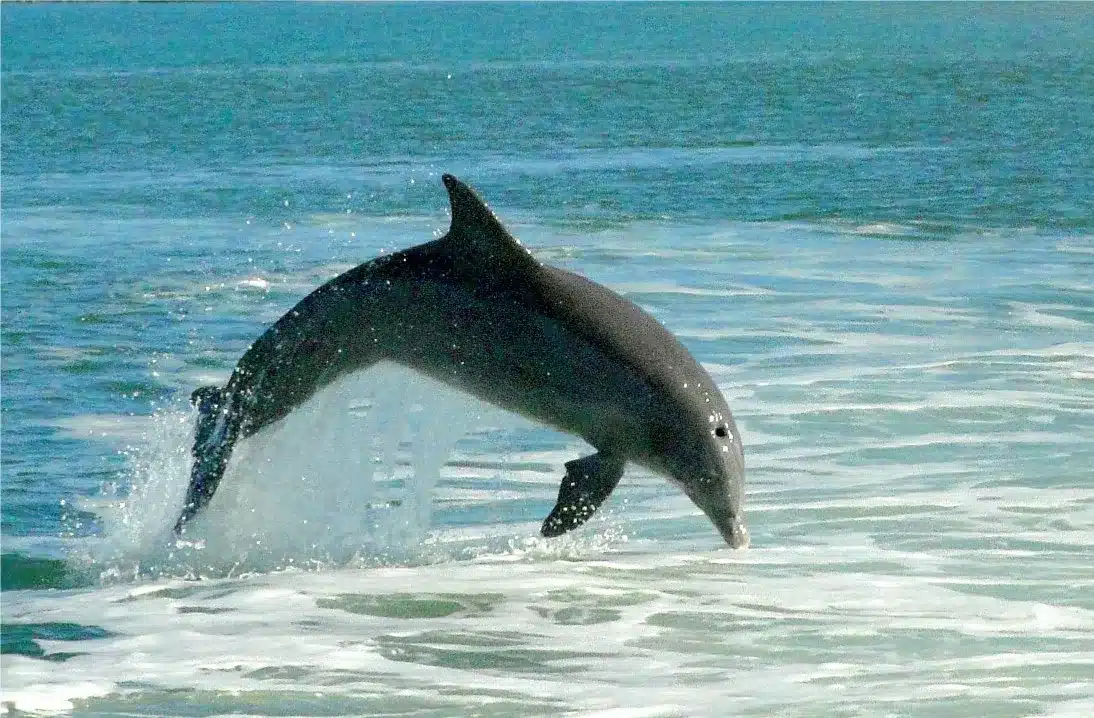 Leaping Dolphin4