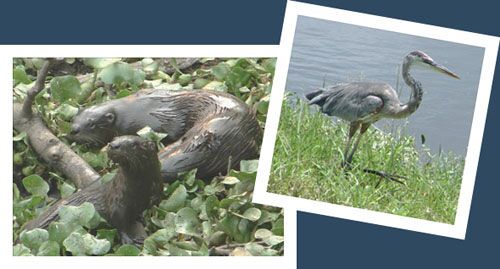 river otters and crane